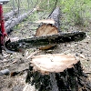 Запретить вырубку хвойного леса вокруг Киреевска предложили депутаты Думы Кожевниковского района